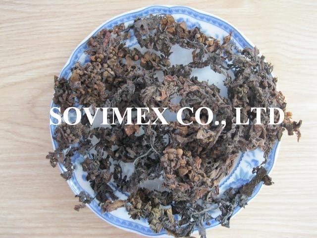 Sargassum seaweed extract